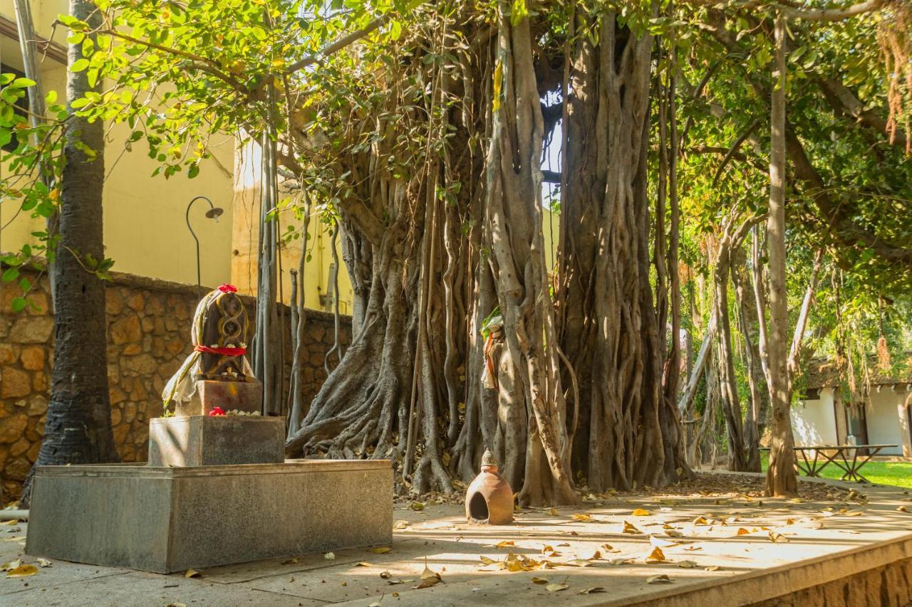 โรงแรมเดอะ เฮอริเทจ มาดูไร มทุราย ภายนอก รูปภาพ The Banyan Tree at the University of Madras